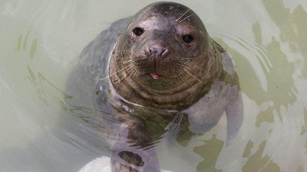 Rover the seal pup (Pic: The Cornish Seal Sanctuary/PA Wire)