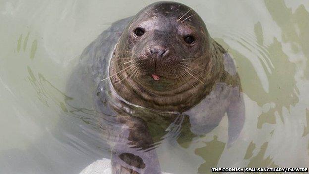 Rover the seal pup (Pic: The Cornish Seal Sanctuary/PA Wire)