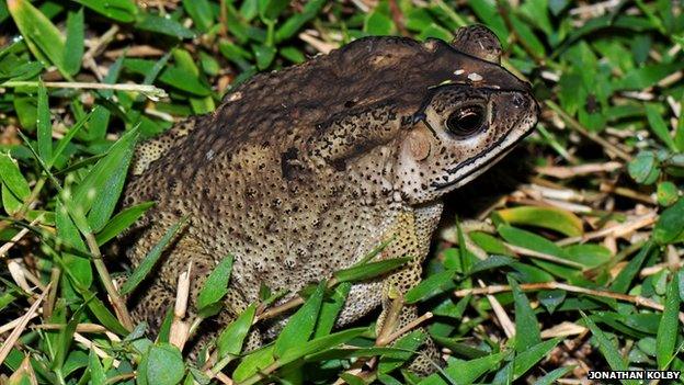 Asian common toad