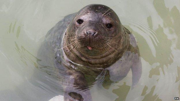 Seal pup