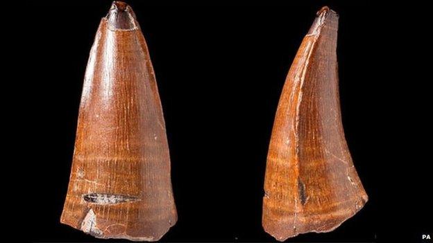 The fossilised tooth (front and side) of the Dakosaurus maximus