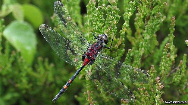 White-faced darter dragonfly