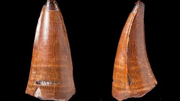 The fossilised tooth (front and side) of the Dakosaurus maximus