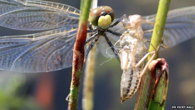 White-faced darter dragonfly