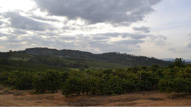 Coffee farm landscape