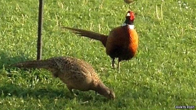 Pheasants at Wood Farm