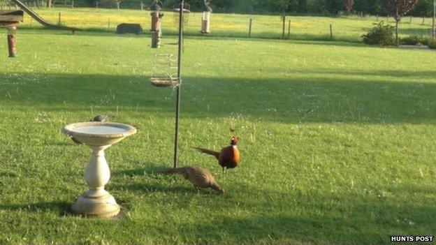 Pheasants at Wood Farm