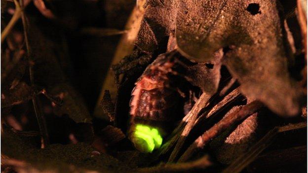 Glow worms