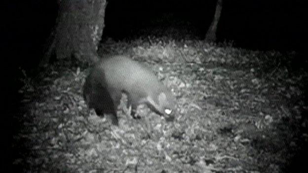 Pine Marten