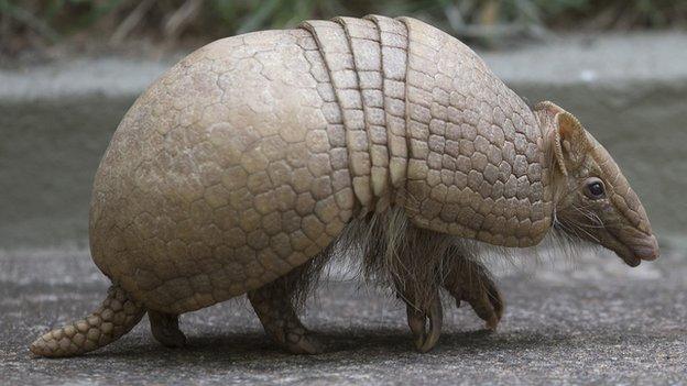 Armadillo