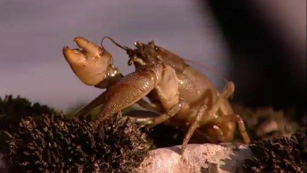 White-clawed crayfish from Bill Oddie Goes Wild