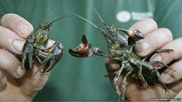 The native white-clawed crayfish (L) and the American signal crayfish (R)