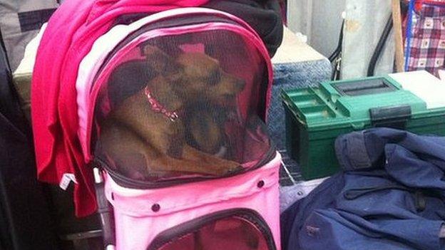 A dog sitting in a pram in Newark