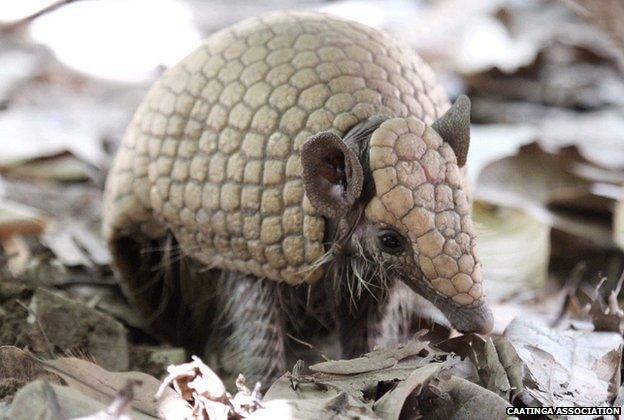 Armadillo