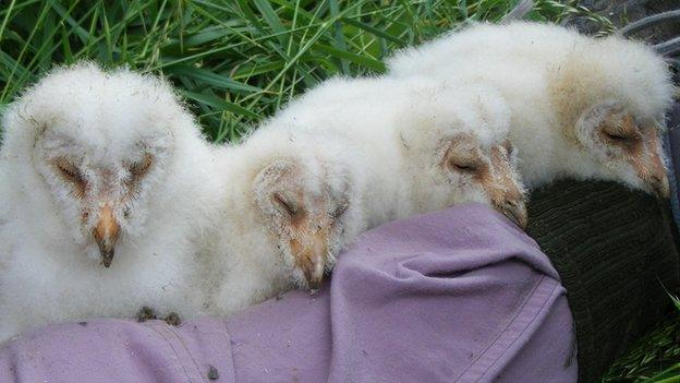 Owl chicks at Lark Rise Farm