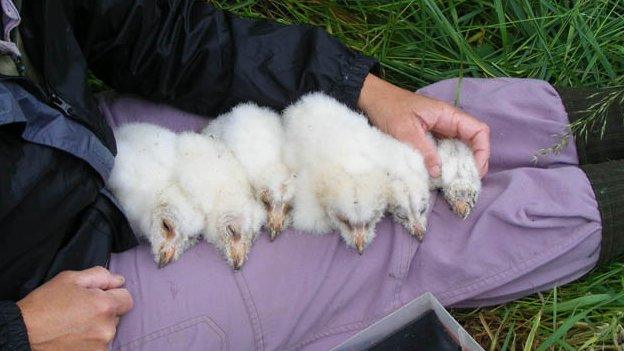 Owl chicks at Lark Rise Farm