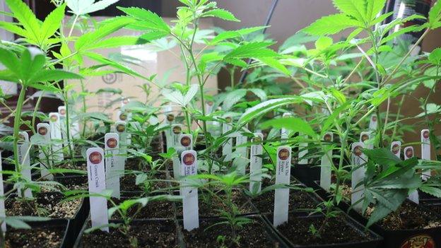 Marijuana plants on sale in a Seattle dispensary