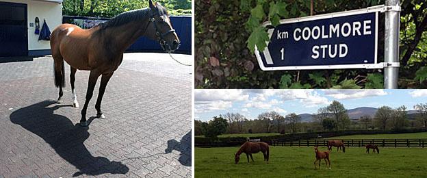 Stallion Galileo, a sign for the Coolmore Stud, and horses relaxing in a field