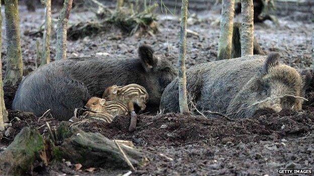 A family of wild boar