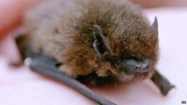 Pipistrelle bat