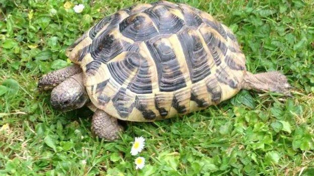 Tortoise found in recycling