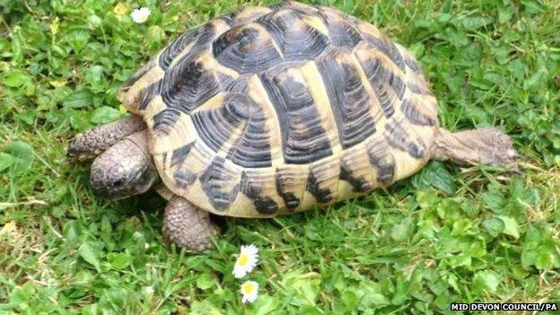 Tortoise found in recycling