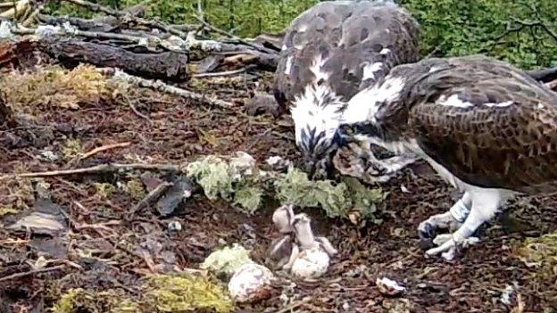 Osprey and chicks