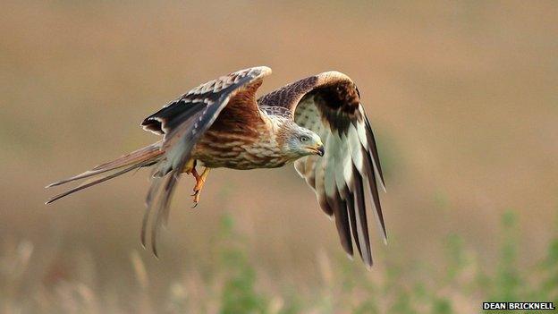 Red kite