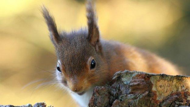 Red squirrel