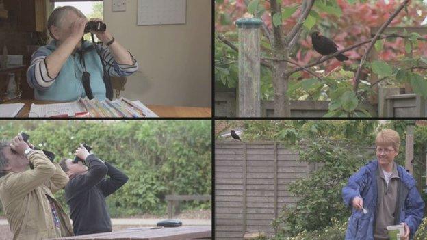 Holt blackbird project