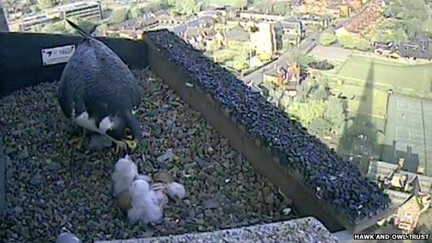 Female peregrine feeds her three chicks