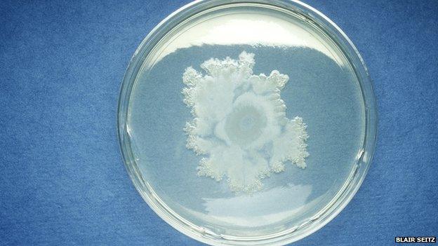 The Bacillus cereus bacterium