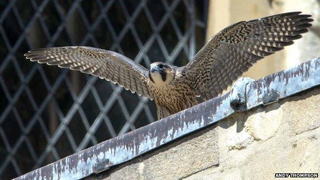 First chick to fledge from Norwich Cathedral in 2014