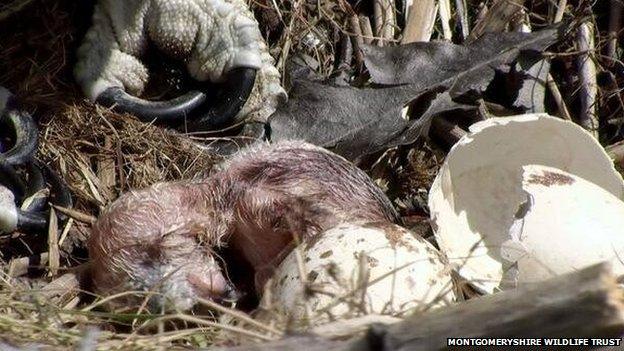 The osprey chick