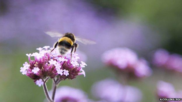 Bumblebee (Image: Amelia Collins/Friends of the Earth)