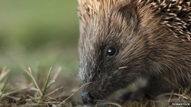 Hedgehog