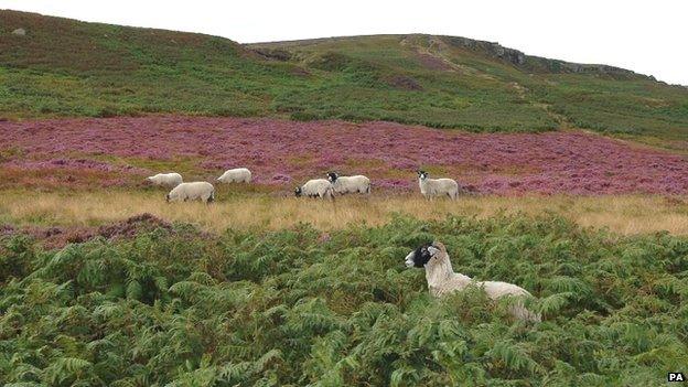 Ilkley Moor, West Yorkshire