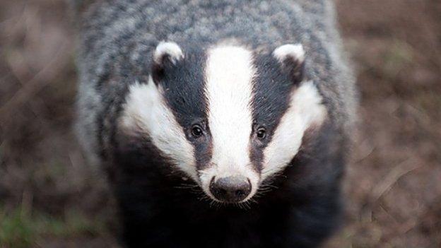 Badger