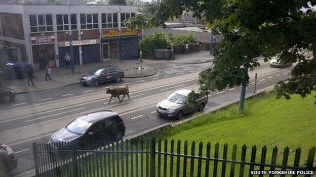 Escaped cow