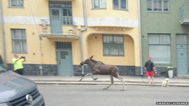 Reindeer running through the streets