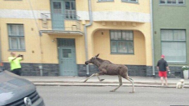 Reindeer running through the streets