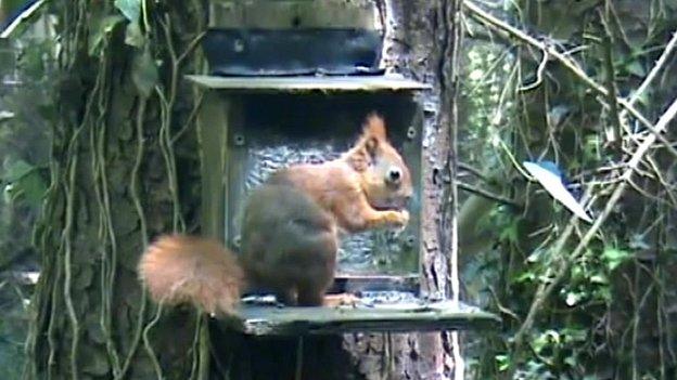 Red Squirrel at feeding station in Anglesey woods