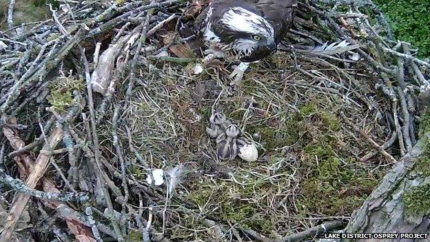 Osprey nest