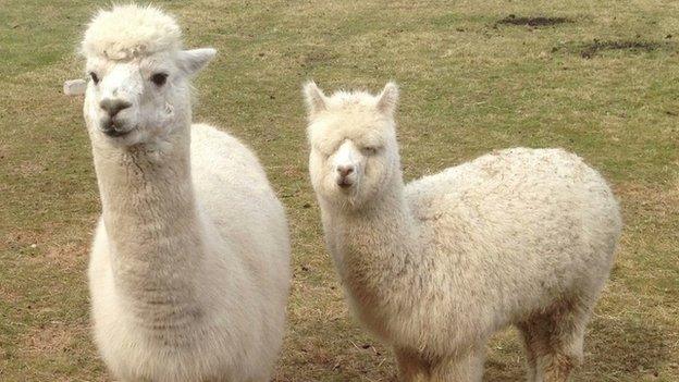 Alpacas generic