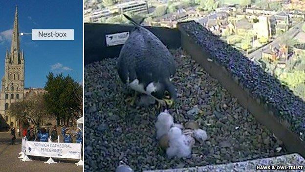 Norwich Cathedral peregrine falcons