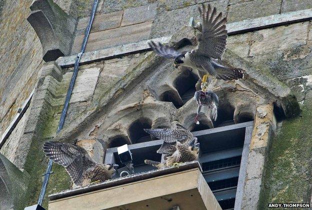 Peregrines at Norwich Cathedral