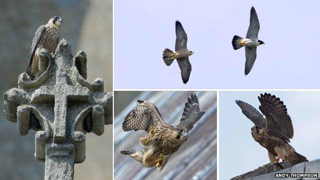 Peregrine falcons at Norwich Cathedral