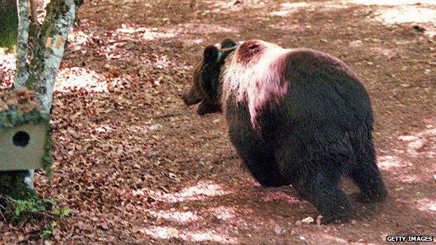 Slovenian bear in the French Pyrenees