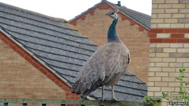 Peahen on garden fence in Cottenham