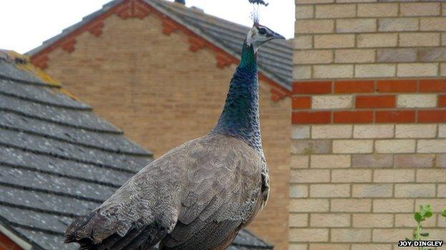 Peahen on garden fence in Cottenham